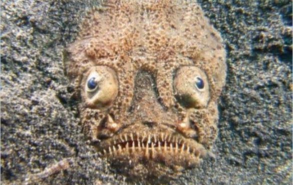 creepy underwater creatures