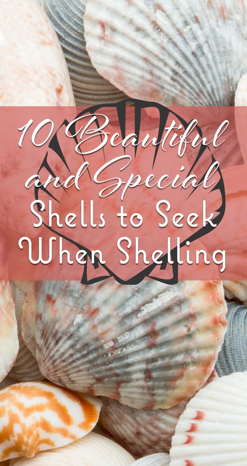 5 hot tips for finding the best shells