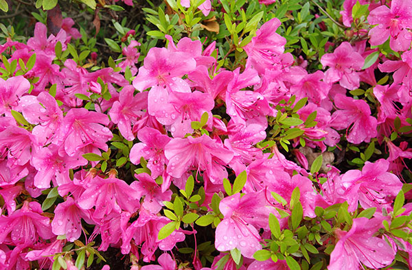 Azalea Festival