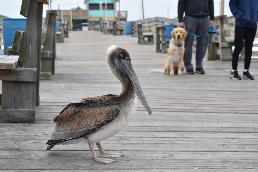 How to Be Amazing and Respect Wildlife on Your Beach Vacation | Sunset Vacations