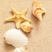 shells in the sand | Sunset Vacations
