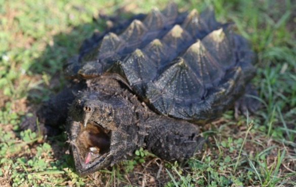 Alligator Snapping Turtle | Sunset Vacations
