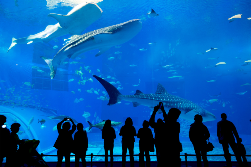 Take an Epic Day Trip to NC Aquarium at Fort Fisher | Sunset Vacations