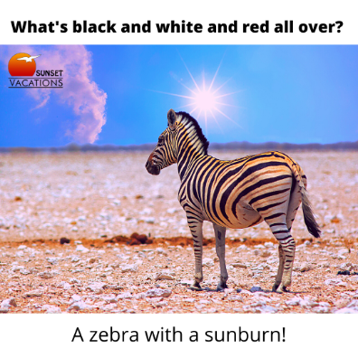 Beach Jokes - Zebra | Sunset Vacations
