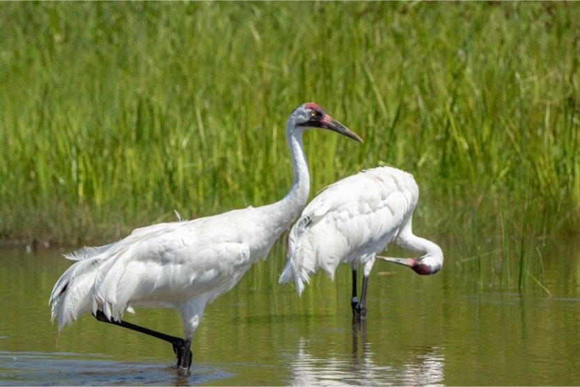 Bird Watching for Beginners: How to Bird Watch on Your Beach Vacation | Sunset Vacations