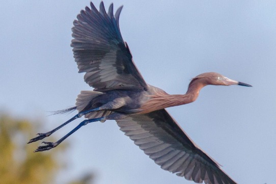 Cattle Egret - Bird Watching Academy