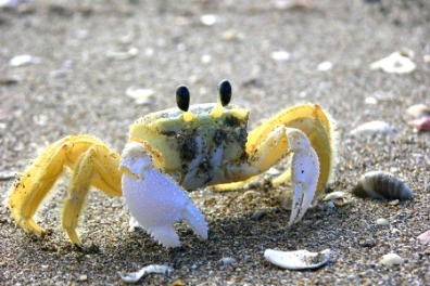 6 Cool Crabs You Can Find on Sunset Beach, NC | Sunset Vacations