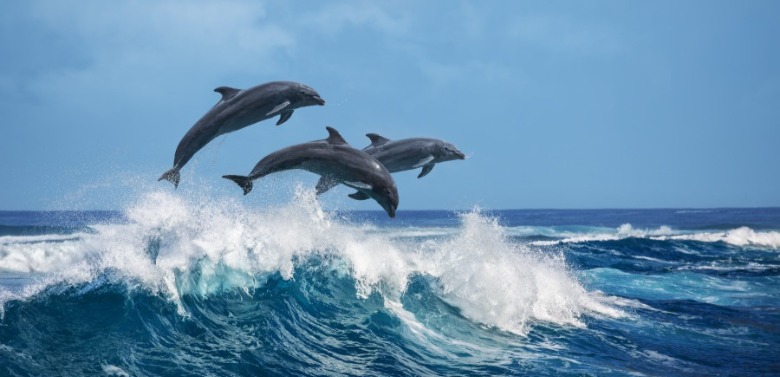 Jumping Dolphins | Sunset Vacations