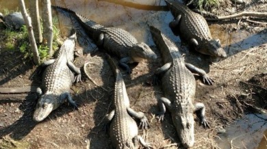 alligators seen during Swamp Boat Eco Tour | Sunset Vacations
