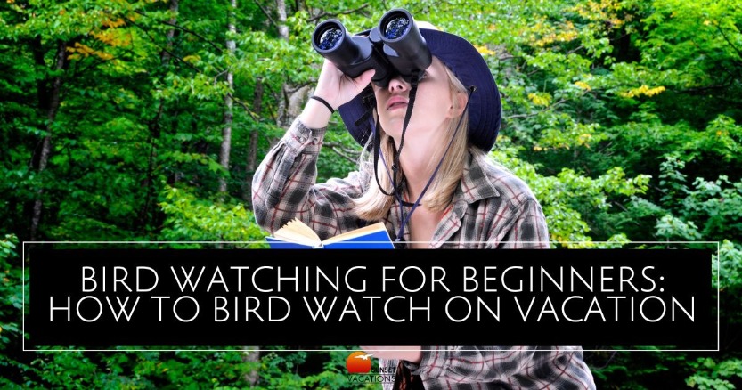 Bird Watching for Beginners: How to Bird Watch on Your Beach Vacation