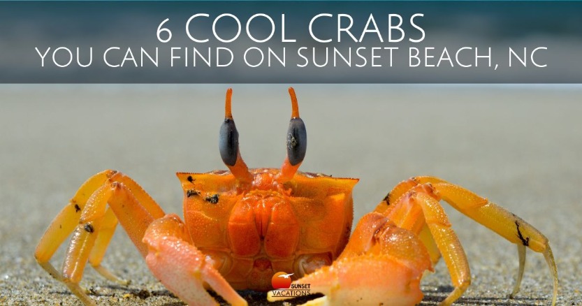 6 Cool Crabs You Can Find on Sunset Beach, NC | Sunset Vacations