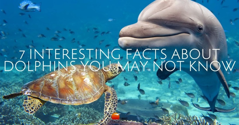7 Interesting Facts About Dolphins You May Not Know | Sunset Vacations