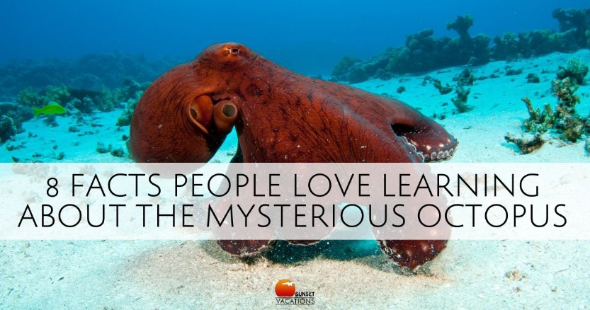 8 Facts People Love Learning About the Mysterious Octopus | Sunset Vacations