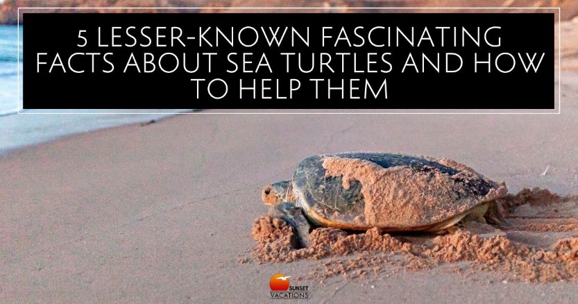 What Can You Do to Save Sea Turtles?