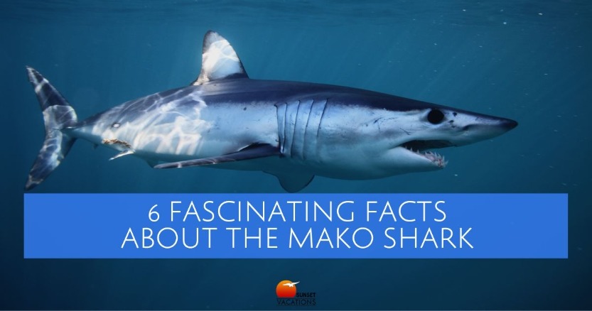 6 Fascinating Facts About the Mako Shark | Sunset Vacations