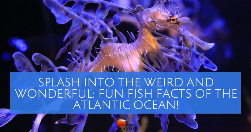 Splash into the Weird and Wonderful: Fun Fish Facts of the Atlantic Ocean! | Sunset Vacations