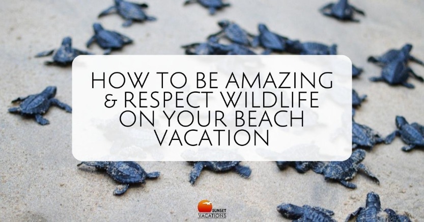 How to Be Amazing and Respect Wildlife on Your Beach Vacation | Sunset Vacations