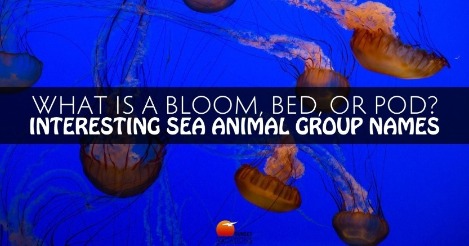 Sea Animal Names | Sunset Vacations