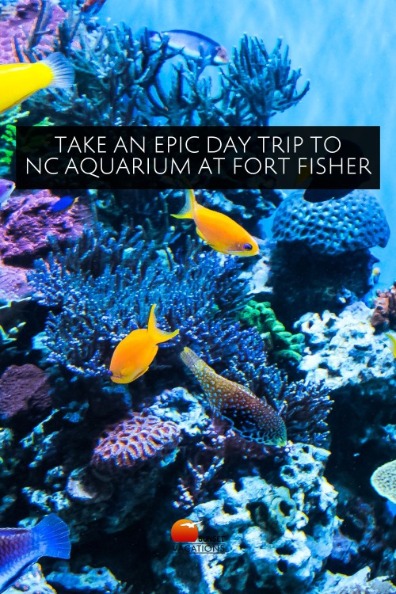 Take an Epic Day Trip to NC Aquarium at Fort Fisher | Sunset Vacations