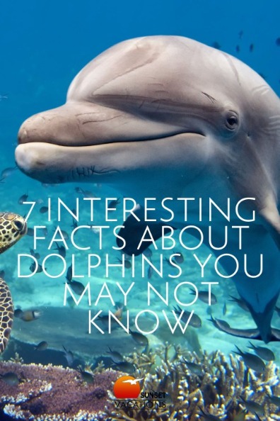 7 Interesting Facts About Dolphins You May Not Know | Sunset Vacations