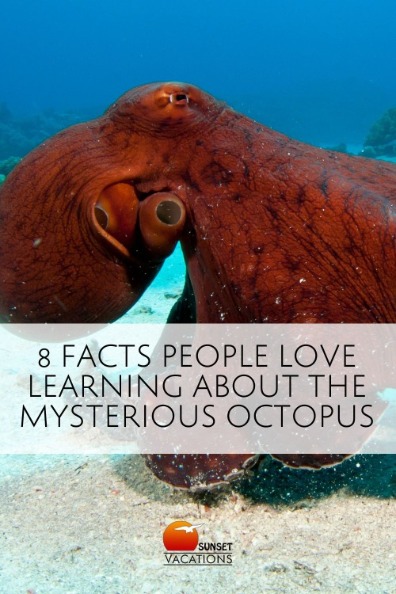 8 Facts People Love Learning About the Mysterious Octopus | Sunset Vacations