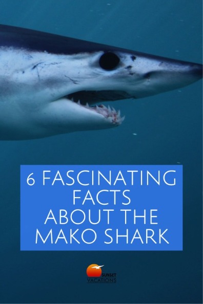 6 Fascinating Facts About the Mako Shark | Sunset Vacations