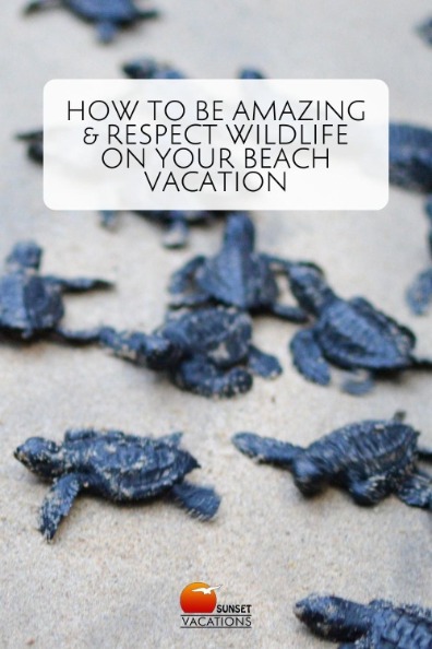How to Be Amazing and Respect Wildlife on Your Beach Vacation | Sunset Vacations