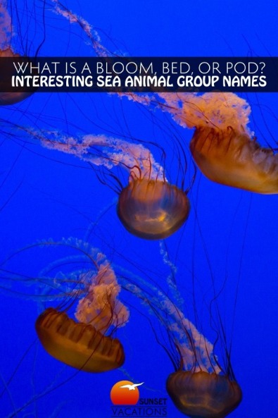 What Is a Bloom, Bed, or Pod? Interesting Sea Animal Group Names