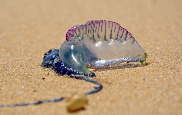 Portuguese Man O' War | Sunset Vacations