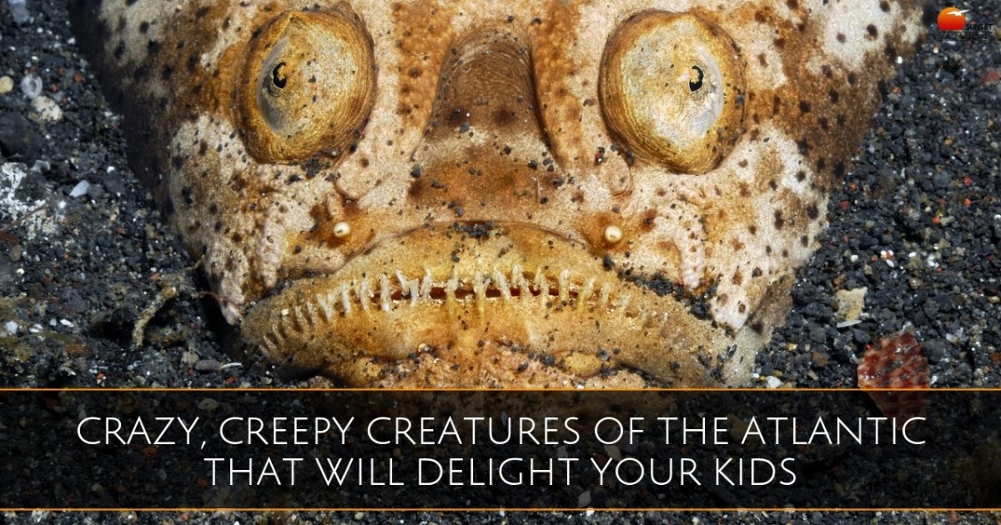 Crazy, Creepy Creatures of the Atlantic That Will Delight Your Kids | Sunset Vacations