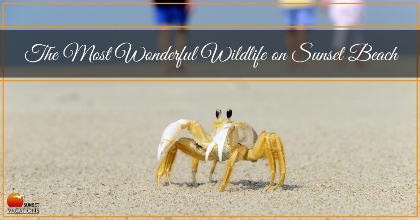 The Most Wonderful Wildlife on Sunset Beach | Sunset Vacations