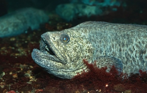 Wolffish | Sunset Vacations