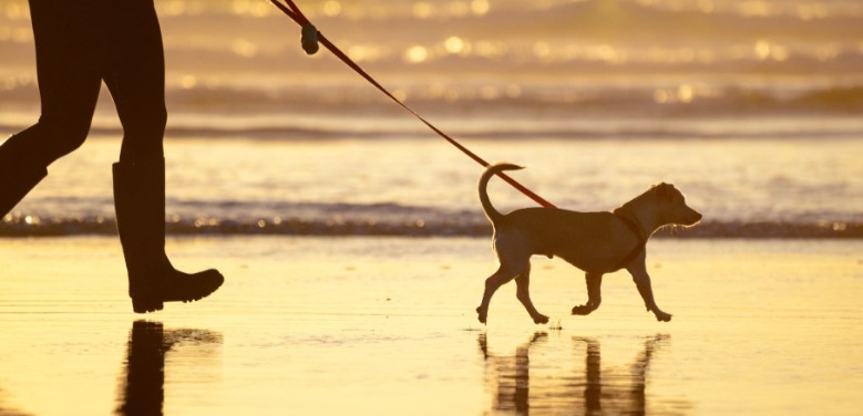 Dog on the beach | Sunset Vacations