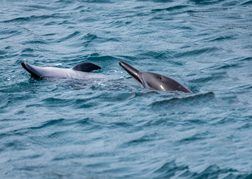 SeaThunder Ocean Cruise & Dolphin Watch